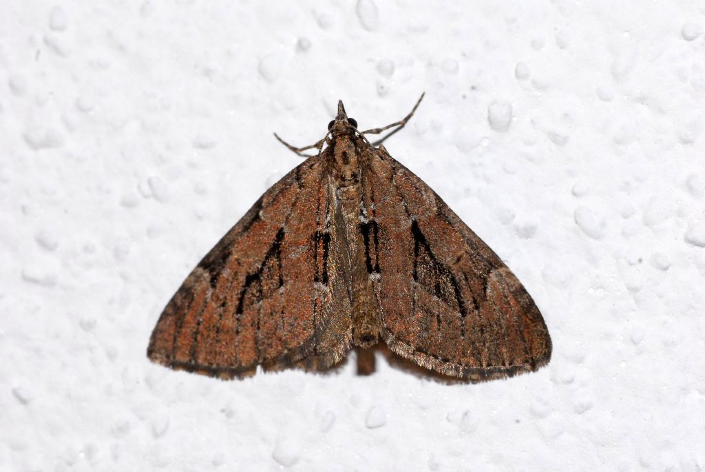 Uno scuro visitatore notturno: Epilobophora sabinata (Geometridae)